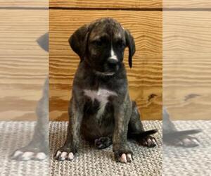 Presa Canario Puppy for sale in TABOR CITY, NC, USA