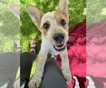 Small #1 Mutt