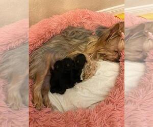 Mother of the Yorkshire Terrier puppies born on 11/20/2021