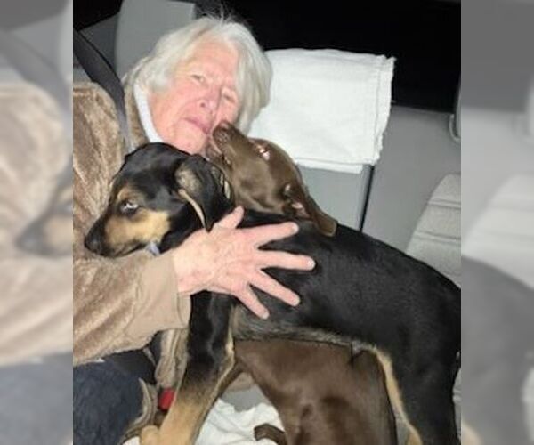 Medium Photo #3 Chocolate Labrador retriever-Unknown Mix Puppy For Sale in Mt. Laurel, NJ, USA