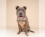 Small #1 Mutt