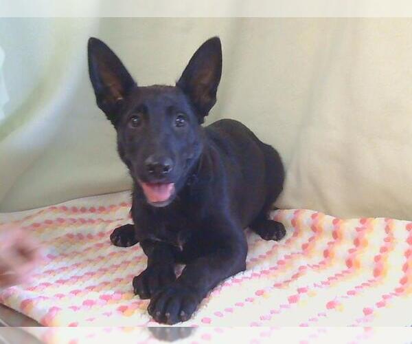 Medium Photo #1 Mutt Puppy For Sale in Sacramento, CA, USA