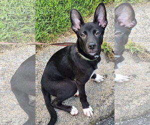 Labrador Retriever-Unknown Mix Dogs for adoption in MECHANICSBURG, PA, USA