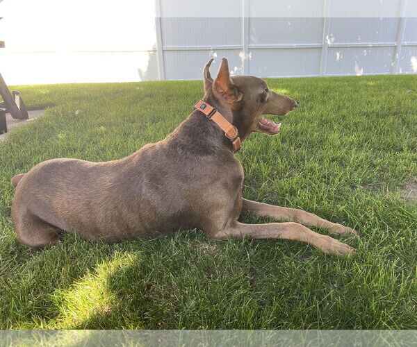 Medium Photo #5 Doberman Pinscher Puppy For Sale in Minneaoplis, MN, USA
