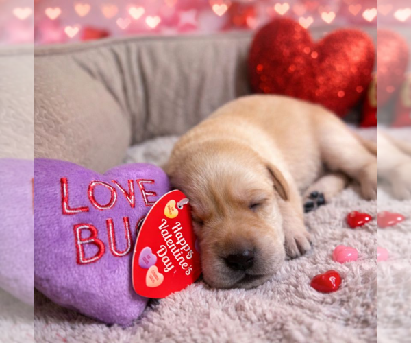 Medium Photo #6 Labrador Retriever Puppy For Sale in HIGH POINT, NC, USA