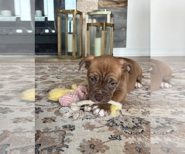 Medium Photo #2 Bullboxer Pit Puppy For Sale in Hillsboro, MO, USA