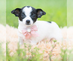 Puppy 10 Chihuahua