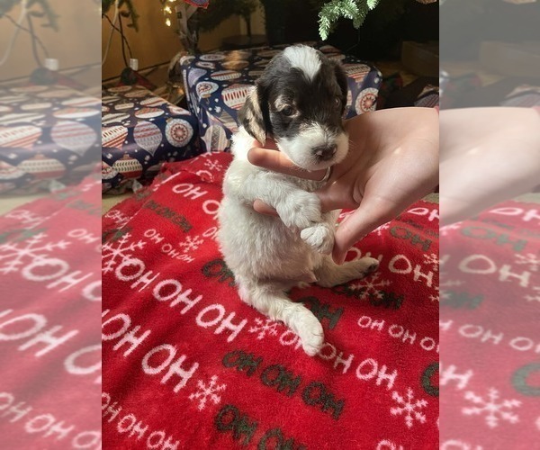 Medium Photo #4 Goldendoodle Puppy For Sale in ELLISGROVE, IL, USA