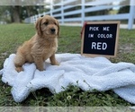 Small #4 Golden Retriever-Poodle (Toy) Mix