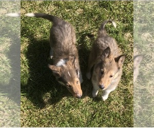 Collie Puppy for sale in RIVESVILLE, WV, USA