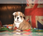 Puppy 3 English Bulldog
