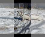 Small #7 Australian Shepherd-Pekingese Mix