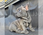 Small #3 French Bulldog