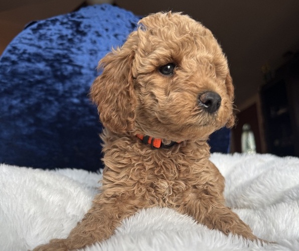 Medium Photo #22 Goldendoodle (Miniature) Puppy For Sale in SAN FERNANDO, CA, USA