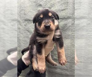 Mutt Dogs for adoption in Riverside, CA, USA