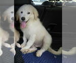 Small #5 Great Pyrenees