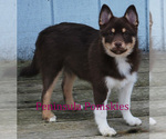 Small Photo #10 Pomsky Puppy For Sale in SEQUIM, WA, USA