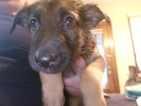 Small Photo #1 German Shepherd Dog Puppy For Sale in BRECKENRIDGE HILLS, MO, USA