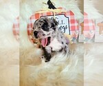 Small Photo #5 Faux Frenchbo Bulldog Puppy For Sale in PASCO, WA, USA