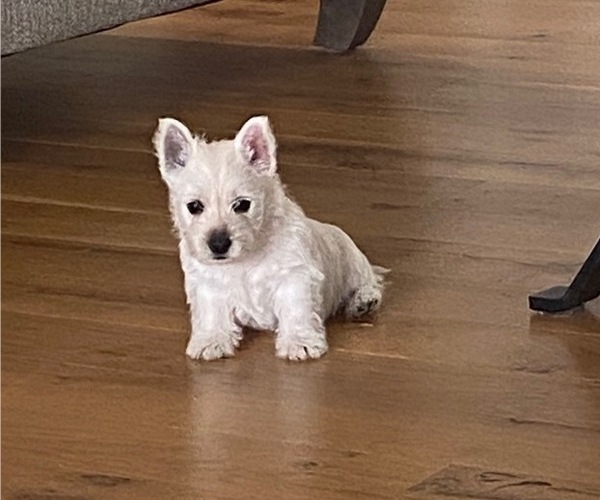 Medium Photo #2 West Highland White Terrier Puppy For Sale in IDABEL, OK, USA