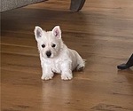Small #1 West Highland White Terrier
