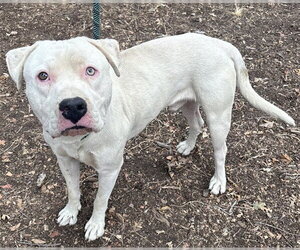 Mutt Dogs for adoption in Placerville, CA, USA