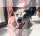 Small #5 Chihuahua