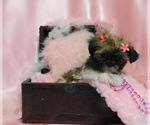 Small Photo #7 Shih Tzu Puppy For Sale in OSCEOLA, MO, USA