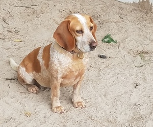 Mother of the Beagle puppies born on 10/21/2019