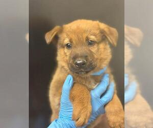 German Shepherd Dog-Unknown Mix Dogs for adoption in Visalia, CA, USA