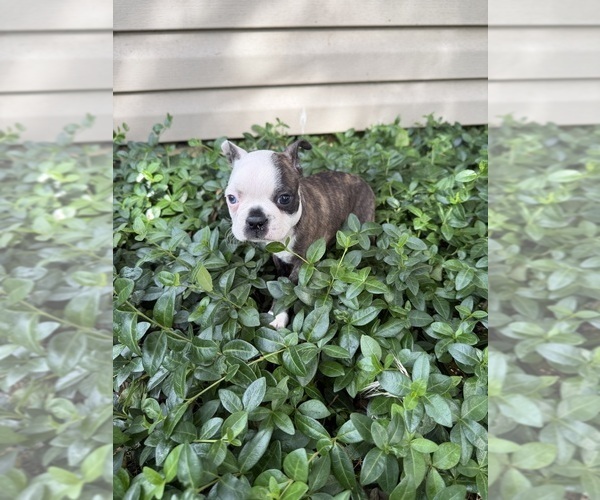 Medium Photo #6 Boston Terrier Puppy For Sale in FREDONIA, KS, USA
