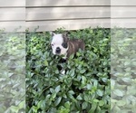 Small #5 Boston Terrier