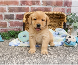 Labrador Retriever Puppy for sale in SYRACUSE, IN, USA