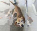 Small #1 Beagle Mix