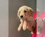 Small Photo #6 Golden Retriever Puppy For Sale in SPARTA, TN, USA
