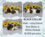 Small Photo #2 Dachshund Puppy For Sale in BRADFORD, TN, USA