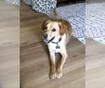 Small #2 Labrador Retriever Mix