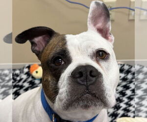 Bulldog-Unknown Mix Dogs for adoption in Jefferson, WI, USA