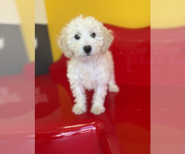 Medium Photo #4 Cavapoo (Miniature) Puppy For Sale in Studio City, CA, USA