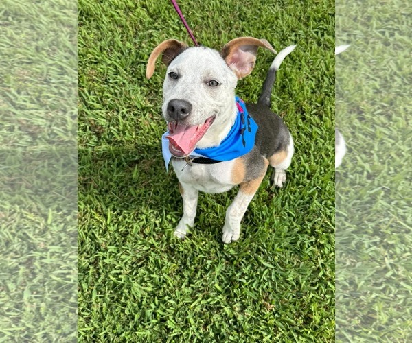 Medium Photo #1 Mutt Puppy For Sale in Holly Springs, NC, USA