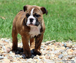 Small Photo #5 Bulldog Puppy For Sale in WINNSBORO, TX, USA