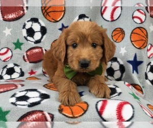 Goldendoodle Puppy for sale in LAKELAND, FL, USA
