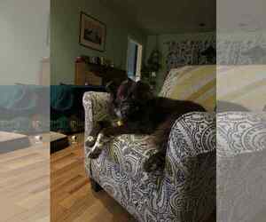 Jazzper - Male Mutt Dog for Adoption - Photo #14