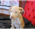 Small Photo #14 Mutt Puppy For Sale in Wakefield, RI, USA