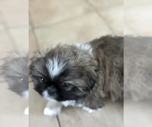 Pekingese Puppy for sale in SEABROOK, TX, USA