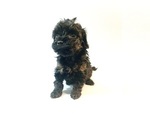 Puppy 1 Poodle (Toy)