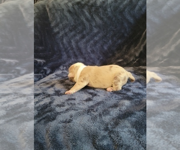 Medium Photo #2 Olde English Bulldogge Puppy For Sale in HAMLER, OH, USA