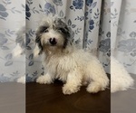 Image preview for Ad Listing. Nickname: Litter of 5