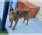 Small #1 American Pit Bull Terrier