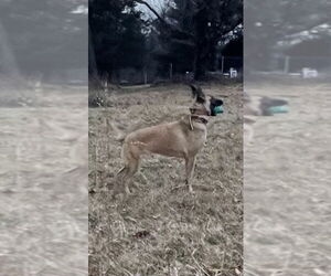 Mutt Dogs for adoption in Stevens Point, WI, USA